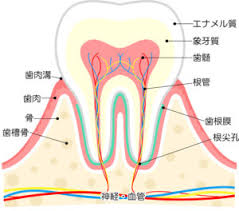 神経を残したい！歯髄温存療法とは？【大阪市都島区内の歯医者|アスヒカル歯科】