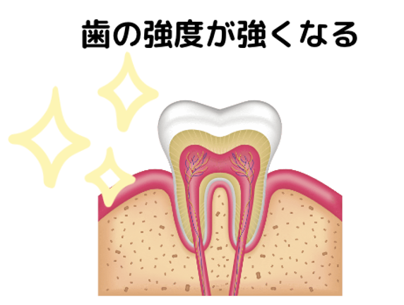 歯の強度が上がる