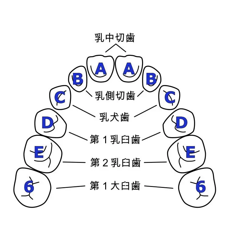必見！乳歯と永久歯の4つの見分け方